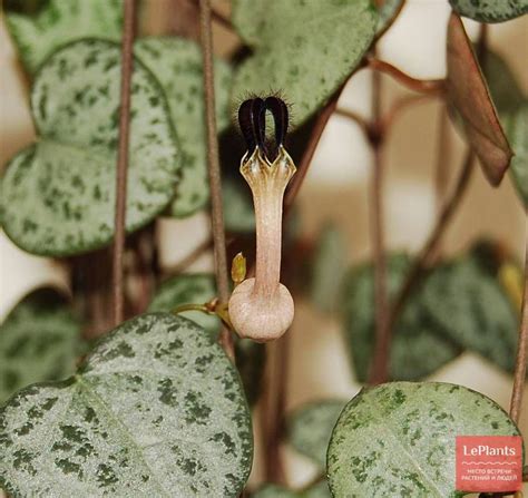 Церопегия Вуда (Ceropegia Woodii) — описание, выращивание, фото | на ...