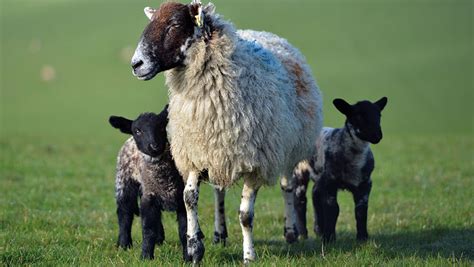 Profitability peaks with 55-65kg lowland ewe, study shows - Farmers Weekly