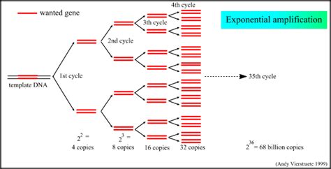 Principle of the PCR