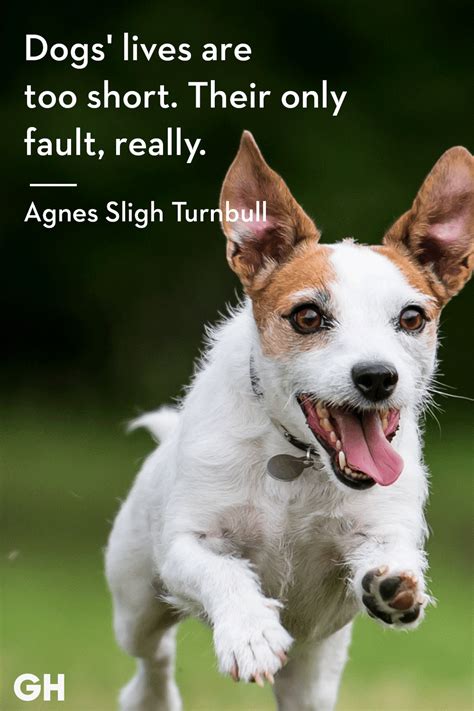 50 Best Dog Quotes Funny And Cute Quotes About Dogs
