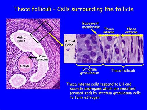 PPT - Histology of the Female Reproductive System PowerPoint ...