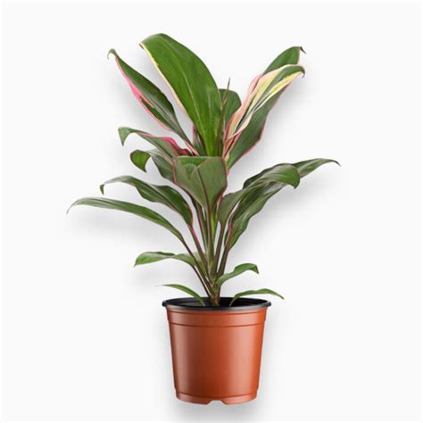 Кордилина Фрутикоза ⌀12 ↑45 см | Интернет-магазин Plantor