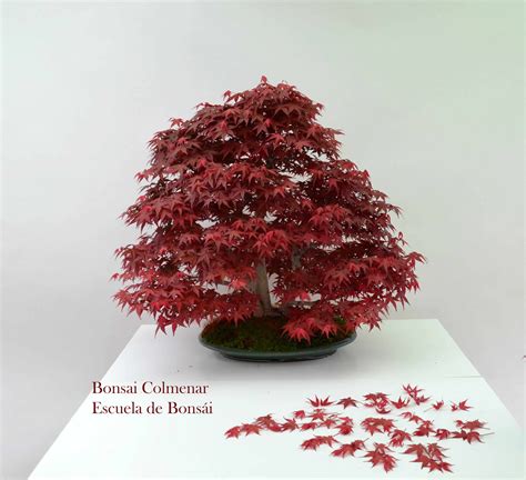 Acodo Acer Palmatum Deshojo Blog Bonsai Colmenar