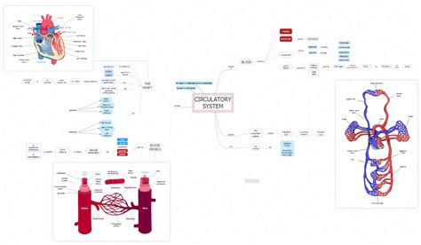 Concept Map Pulmonary And Systemic Circulations Map