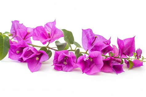 Purple Bougainvillea Isolated On White Background Beautiful