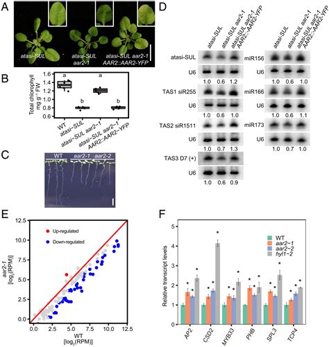 Arabidopsis Aar A Conserved Splicing Factor In Eukaryotes Acts In