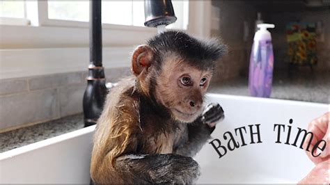 Capuchin Monkey Shower Bath! - YouTube