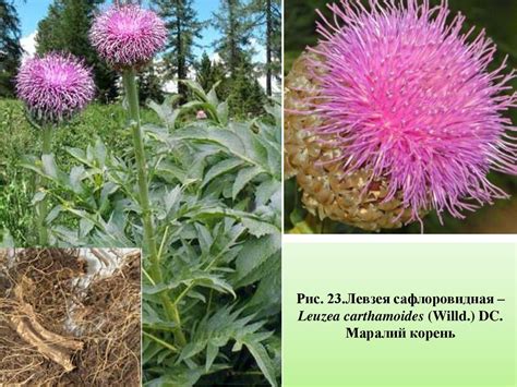 Лекарственные растения в нашей жизни - презентация онлайн