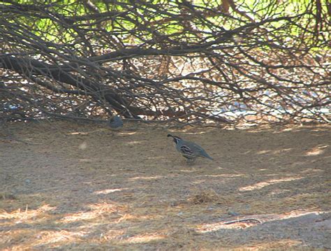 Salton Sea National Wildlife Refuge