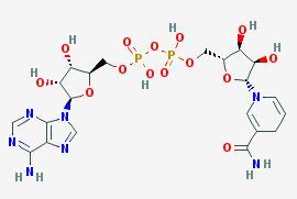 NADH - Nootropics Expert