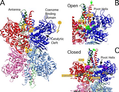 Conformational Transitions And Locations Of Ligand Binding Sites In