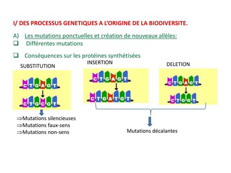 Ppt Diversification Genetique Et Diversification Des Etres Vivants Powerpoint Presentation