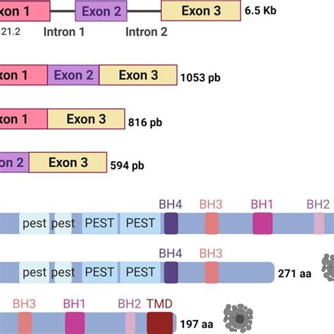Schematic Representation Of Mcl1 Gene Mrnas And Protein Variants
