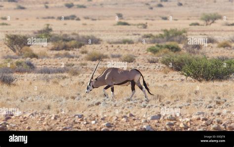 gemsbok antelope oryx gazella namib desert namibia stock photo alamy