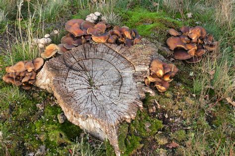 Mushrooms Plants Toadstool Free Photo On Pixabay Pixabay