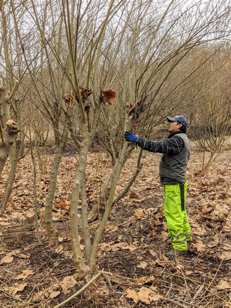 Cutting Back The Pussy Willows The Martha Stewart Blog