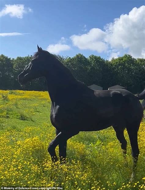 Household Calvary Horses Left Covered In Blood After Bolting Through