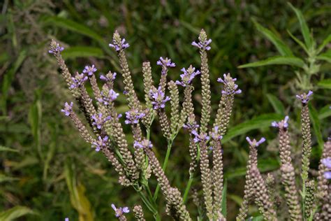 Вербена лекарственная (103 фото) » НА ДАЧЕ ФОТО