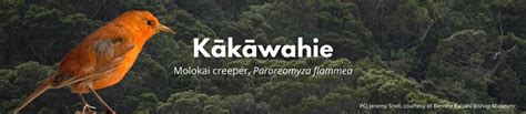 Division Of Forestry And Wildlife Wildlife Program Kākāwahie