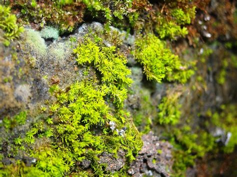 Moss Green free image download