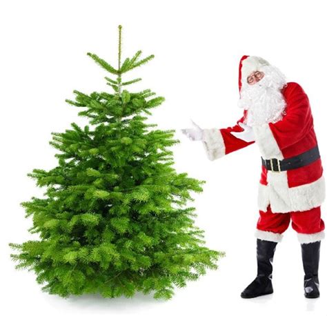 Картинка ель для детей