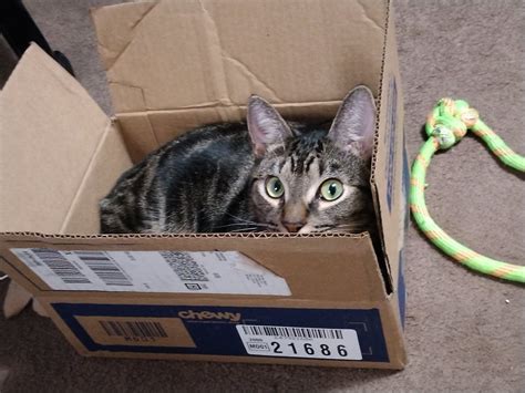 Hentai Master On Twitter Rt Caitlyn Z Goal Between Now And Tuesday To Help