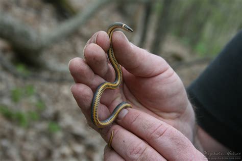 Northern Ring-necked Snake (Diadophis punctatus edwardsii) - Psychotic ...