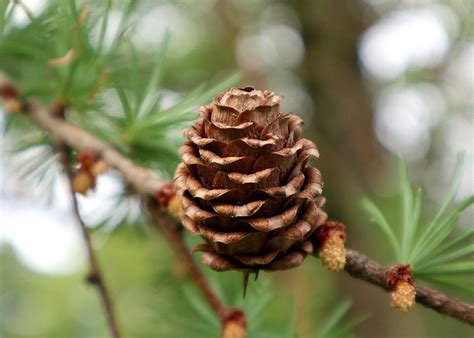 Шишки лиственницы - фото и картинки: 63 штук