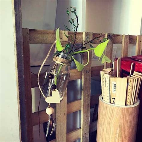 Kid-friendly Classroom Plants — My Teaching Cupboard