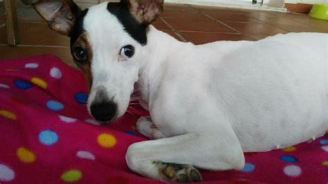 Sobrevive de milagro una perrita abandonada a la que habían metido objetos en su vagina