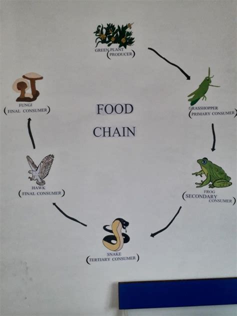 Food Chain Food Chain School Projects Primary Consumer