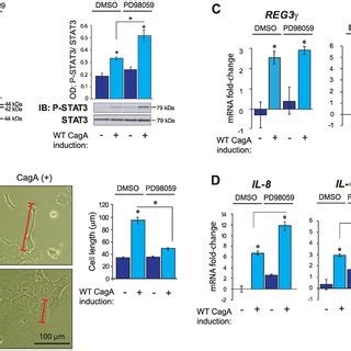 Inhibition Of CagA Dependent MAP Kinase Pathway Activation A