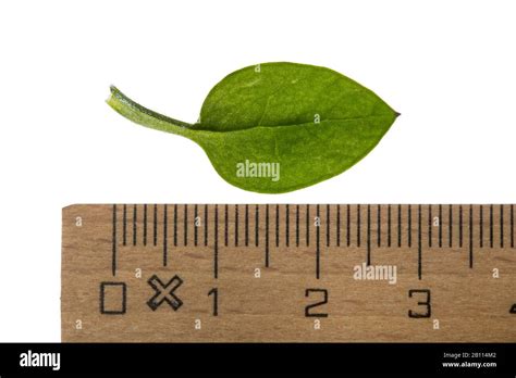 Common Chickweed Stellaria Media Leaf Cutout With Ruler Germany
