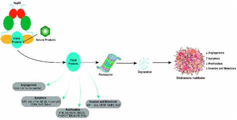 Molecular Mechanism Of Hsp90 Inhibition By Natural Products In GBM