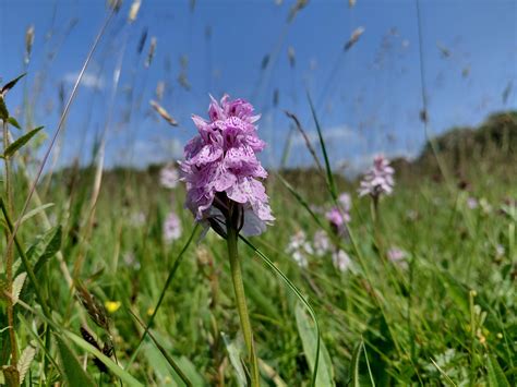 Lincolnshire... - Lincolnshire Wildlife Trust - Wild-Time