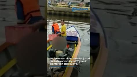 Viral Video Buaya Antarkan Jasad Balita Yang Tenggelam Di Kukar