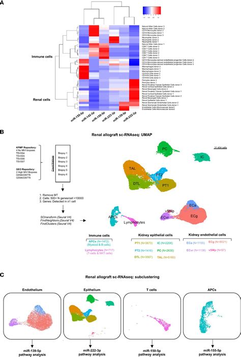 Frontiers Integrative Omics Analysis Unravels Microvascular