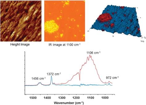 AFM topography image (top left), IR absorbace image collected at 1100 ...