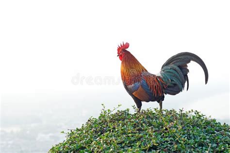 Rooster Stand Bush Plant Stock Photos Free And Royalty Free Stock
