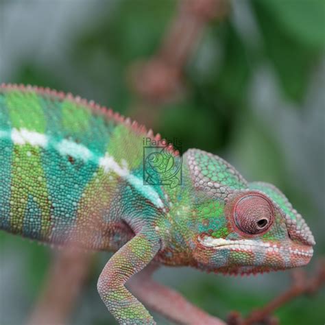 iPardalis | Male Panther Chameleons for sale