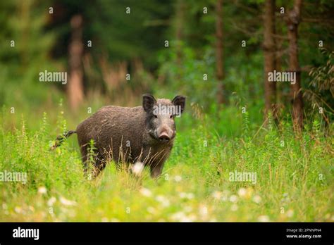 Wild Boar Wild Boarwild Boar Stock Photo Alamy