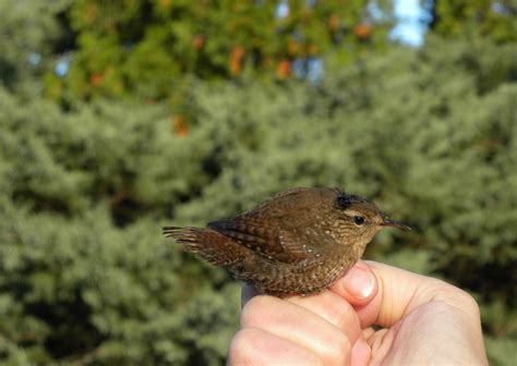 Winter Wren. RP Oct 12 2012. – My Bird of the Day