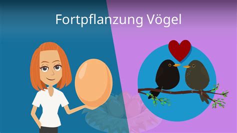 Fortpflanzung Vögel • Balz Paarung Entwicklung Der Vögel · Mit Video