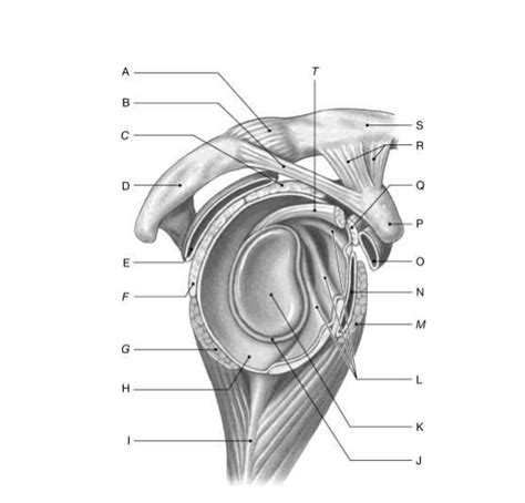 Chap 9 Glenohumeral Joint Labeling A And P Diagram Quizlet