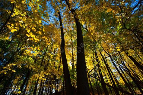 Fall Autumn Colors Maple Tree Yellow Leaves Stock Photo - Image of ...