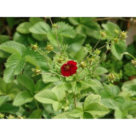 Лапчатка темно-кроваво-красная саженцы купить в Москве по цене от 423 руб.