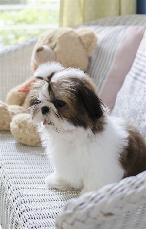 Why Buy A Dog From A Breeder