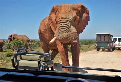 Addo Tours | Addo Elephant National Park | Addo