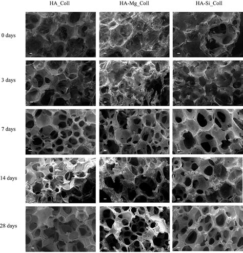 Frontiers Enhancing Bioactivity Of Hydroxyapatite Scaffolds Using