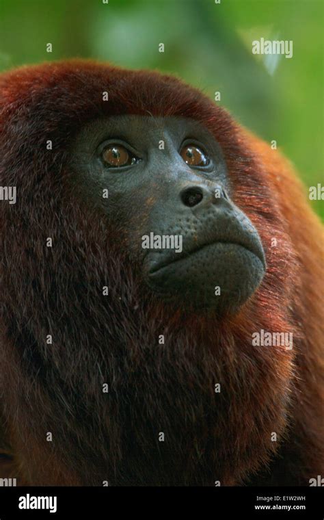 Red Howler Monkey Stock Photo Alamy